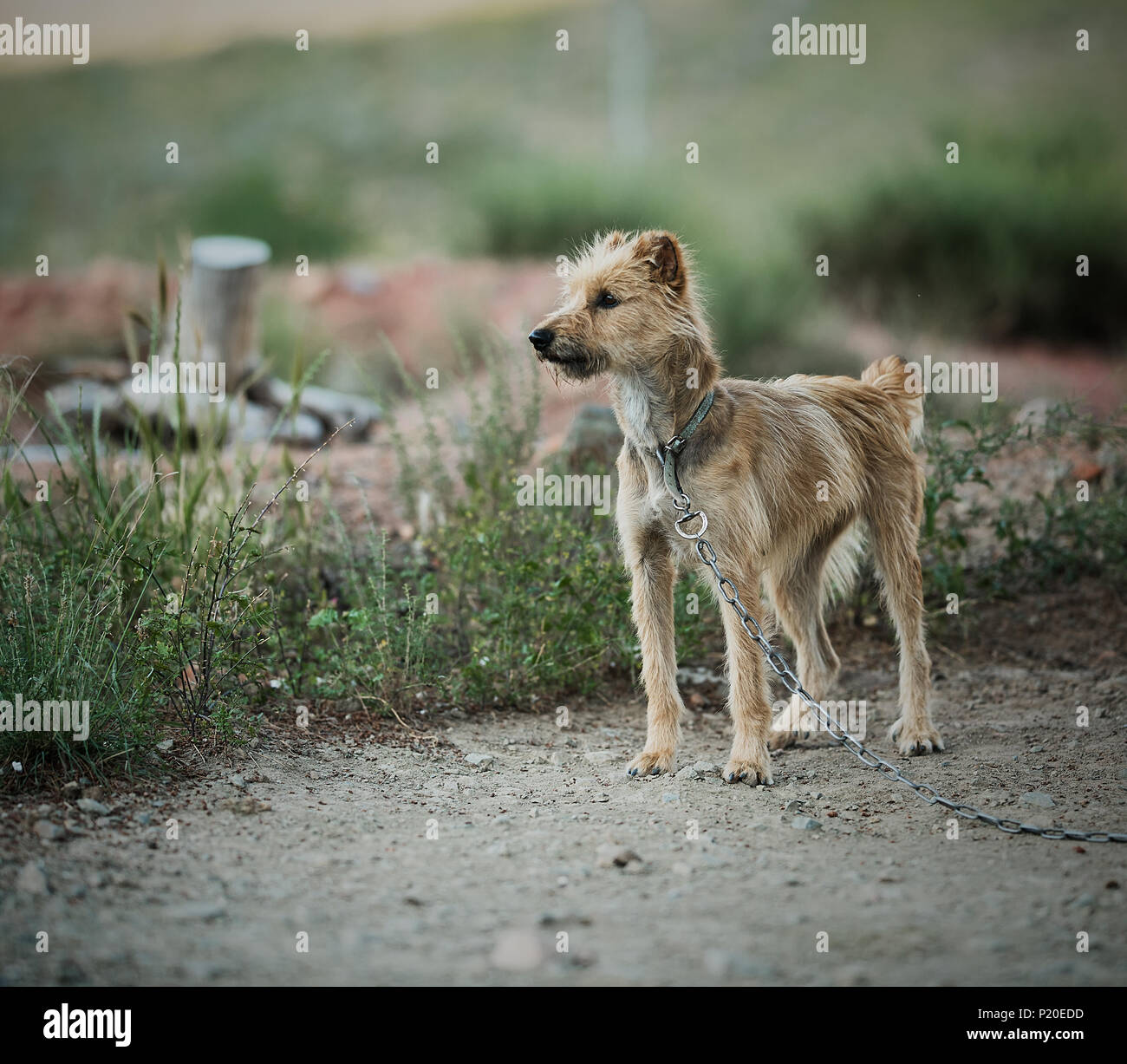 Brown shaggy sad dog on a chain kground Stock Photo