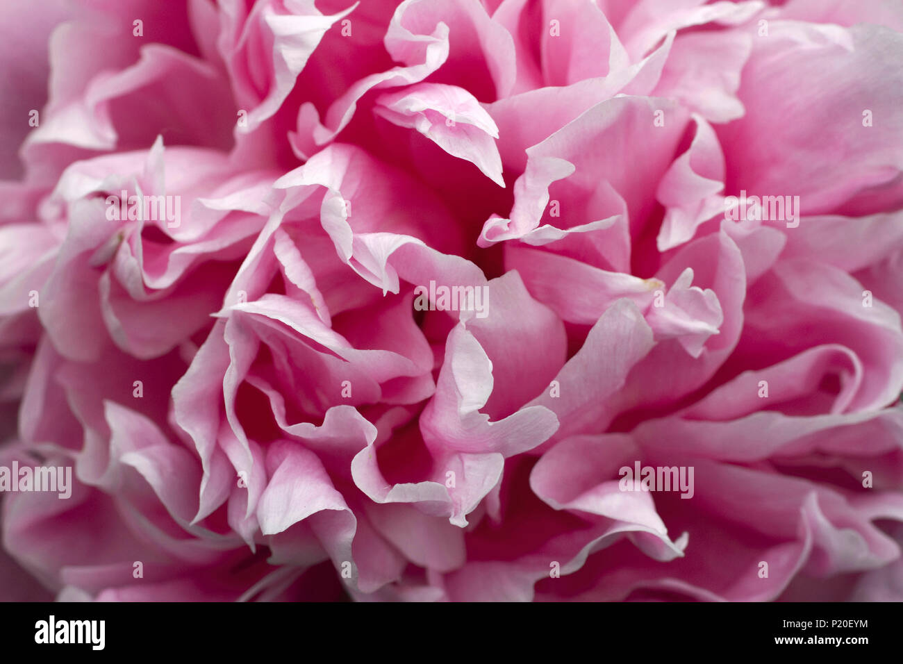 Peony main image 0