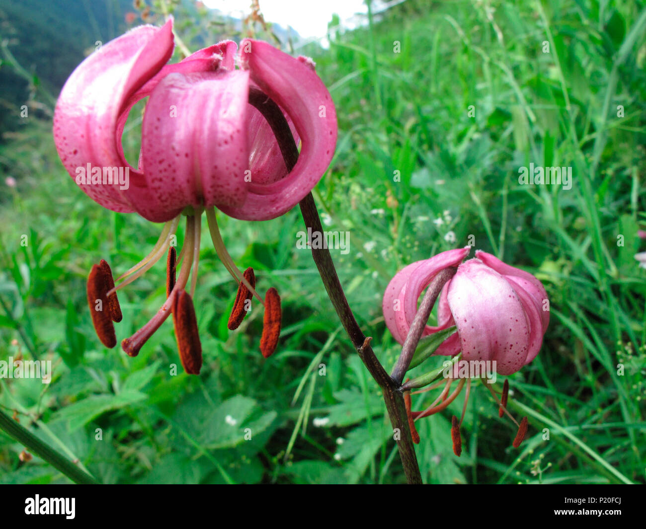 Alps, Martagon lis flower Stock Photo