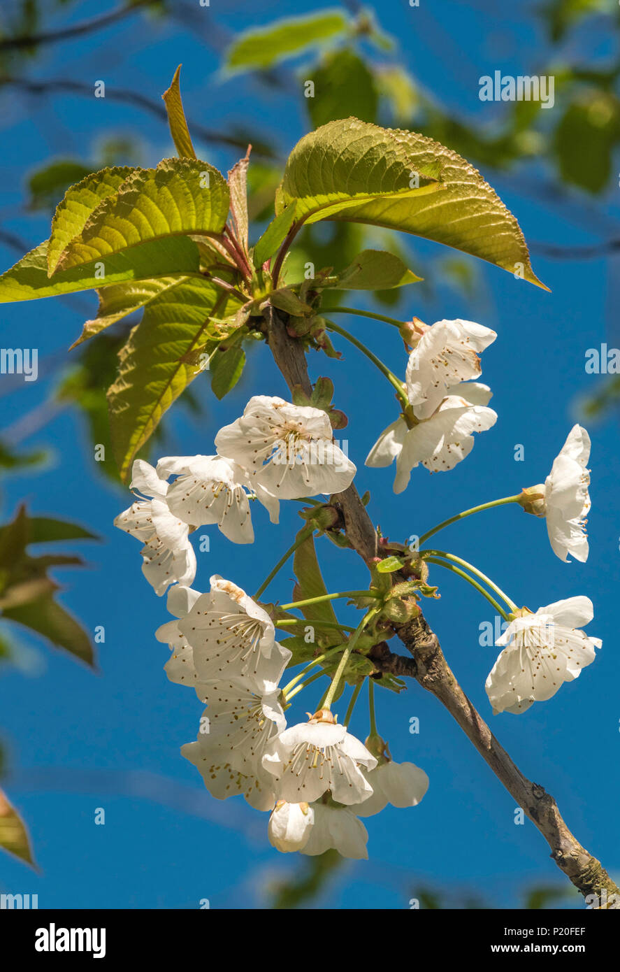 Fruit tree, cherry blossoms in Spring Stock Photo Alamy