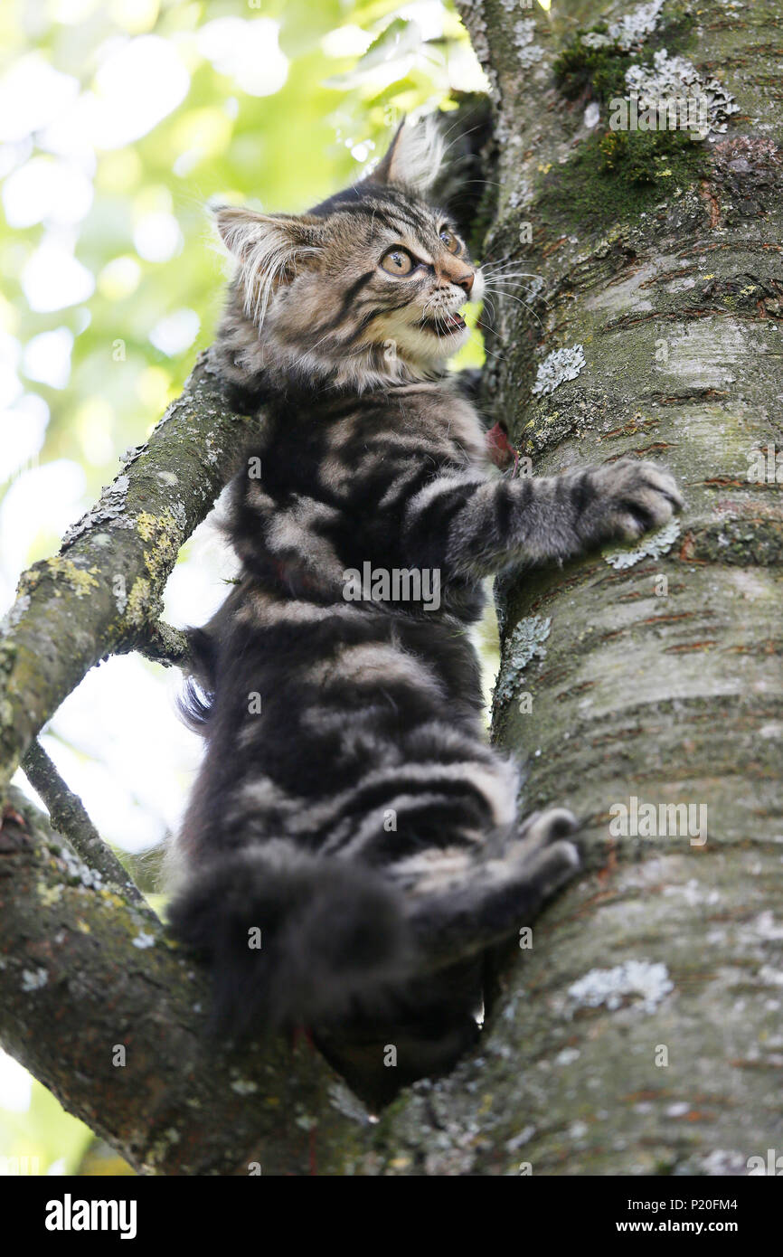Kitten, aged 12 weeks, Norwegian race, trying to climb a tree. Kitten Norwegian Forest. Stock Photo