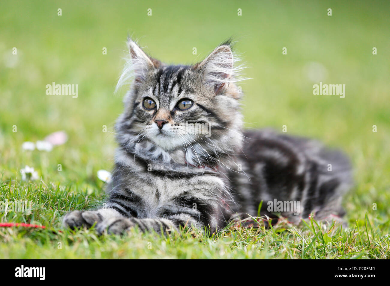 Kitten, aged 12 weeks, Norwegian race, lying in the grass. Kitten Norwegian Forest. Stock Photo