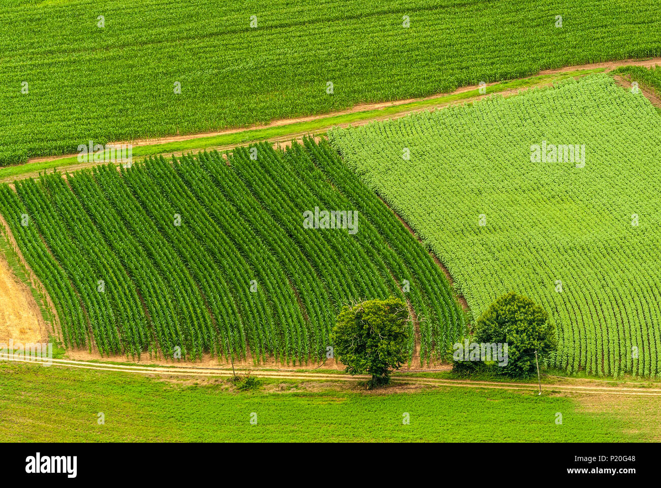 France, Lot, Causses du Quercy regional Natural park, Lot lower valley, cornfield in the Caillac meander seen from the Saut de la Mounine Stock Photo