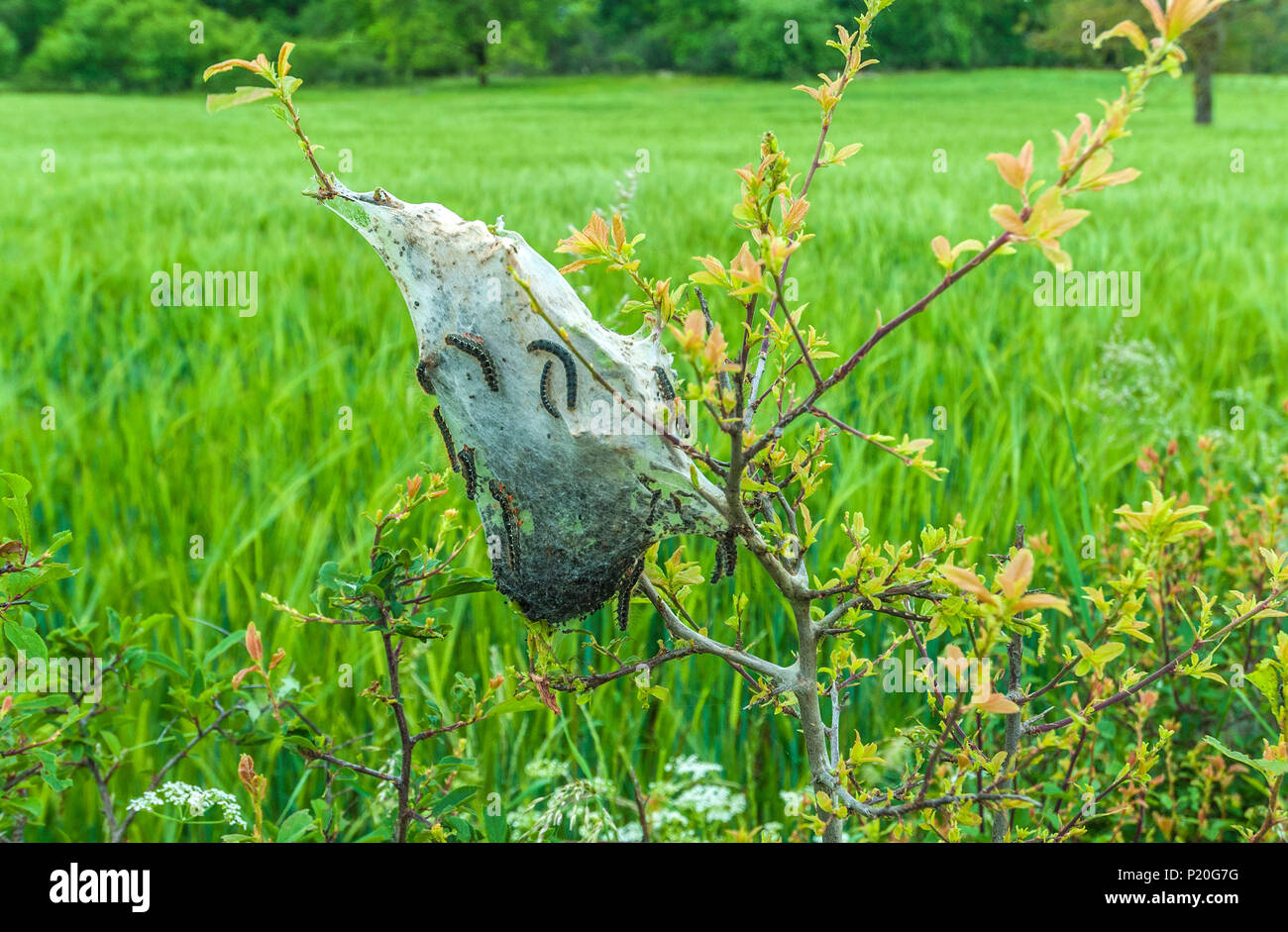 Caterpillar in shrub hi-res stock photography and images - Alamy