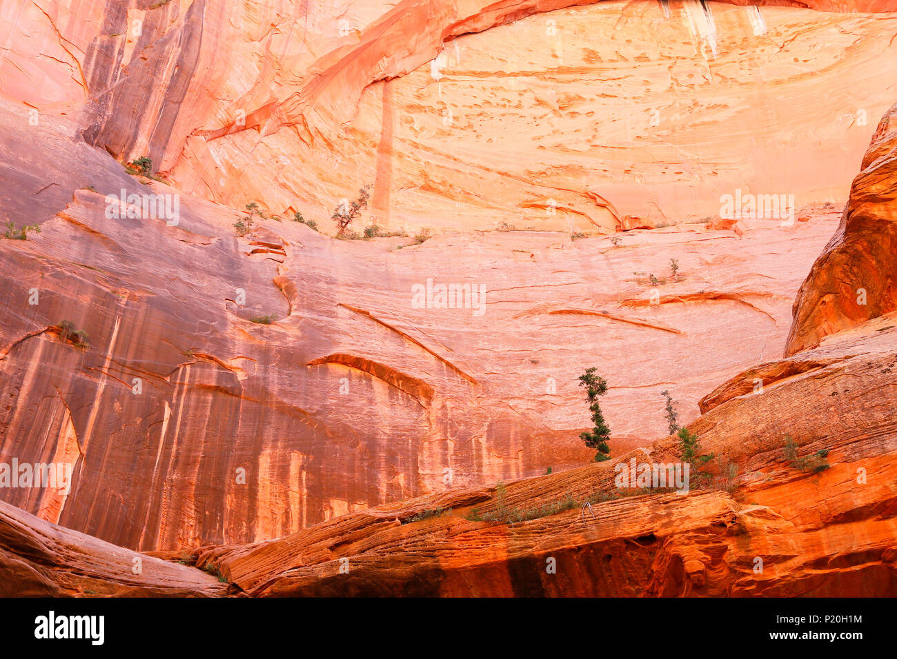 USA. Utah. Zion National Park. Zion Kolob. Canyon. Taylor Creek. Double Arch Alcove. The trees hanging on the wall. Stock Photo