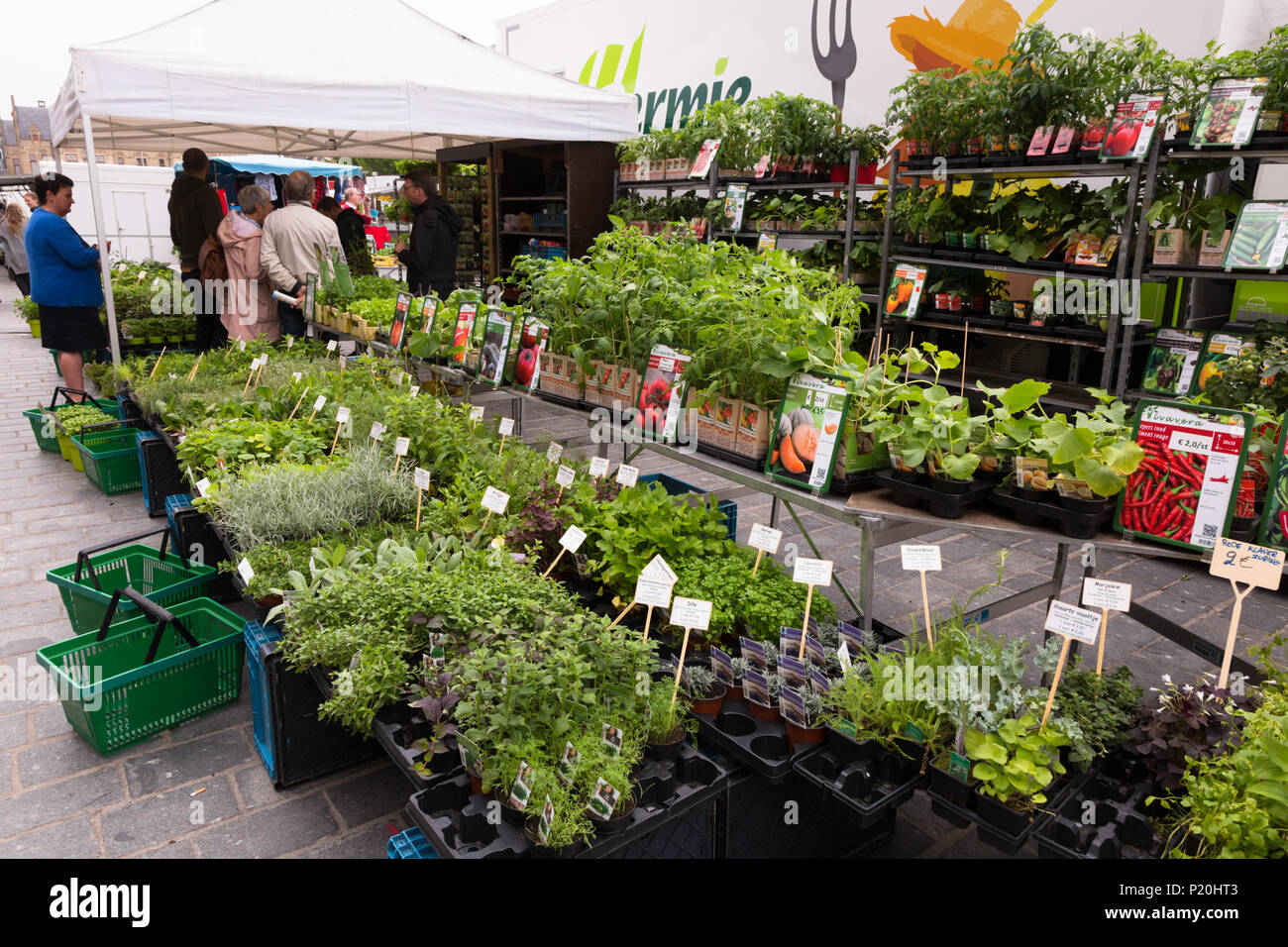 Market stall selling garden plants, Ypres, Belgium Stock Photo