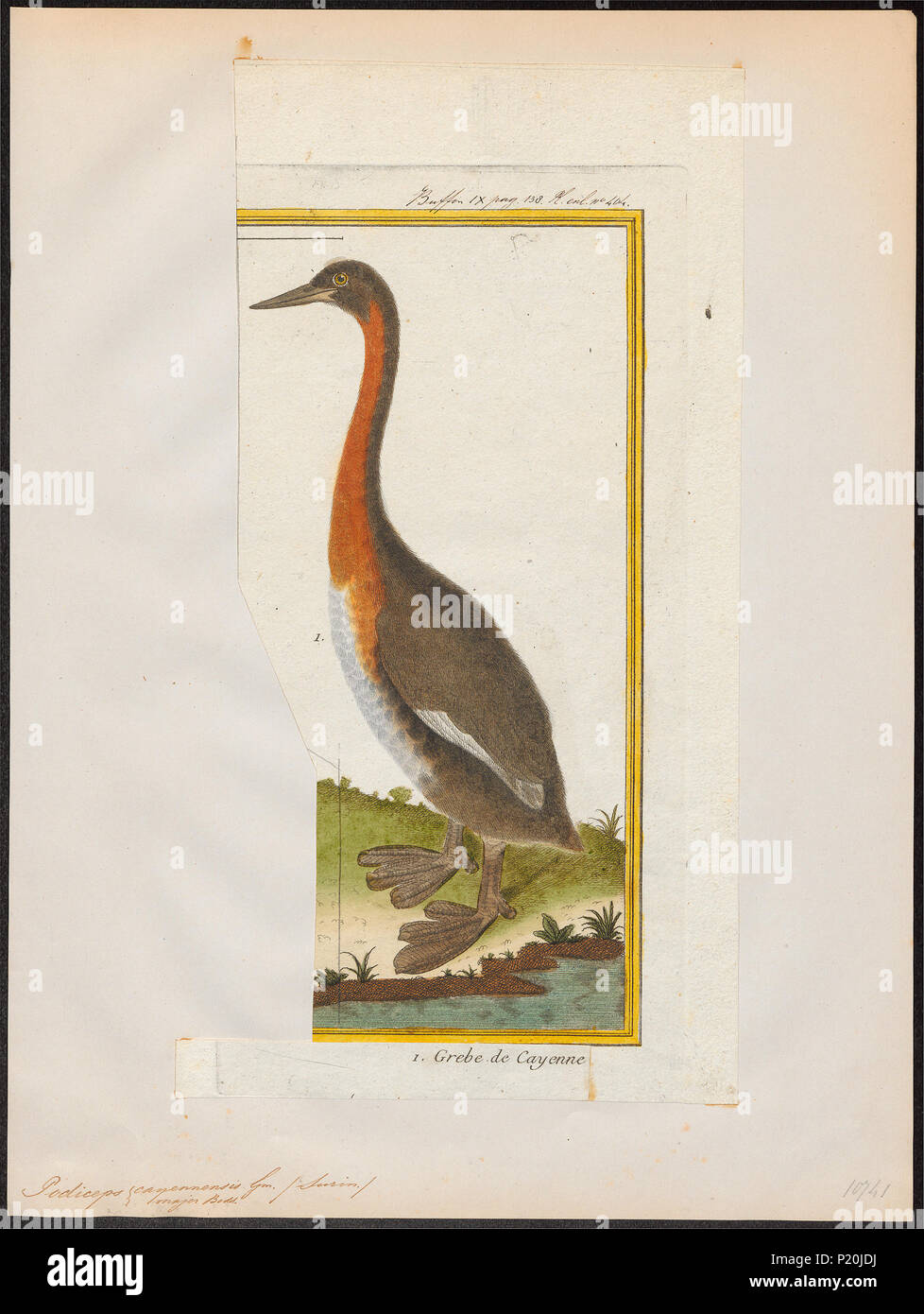 . Podiceps major . between 1700 and 1880 229 Podiceps major - 1700-1880 - Print - Iconographia Zoologica - Special Collections University of Amsterdam - UBA01 IZ17800053 Stock Photo