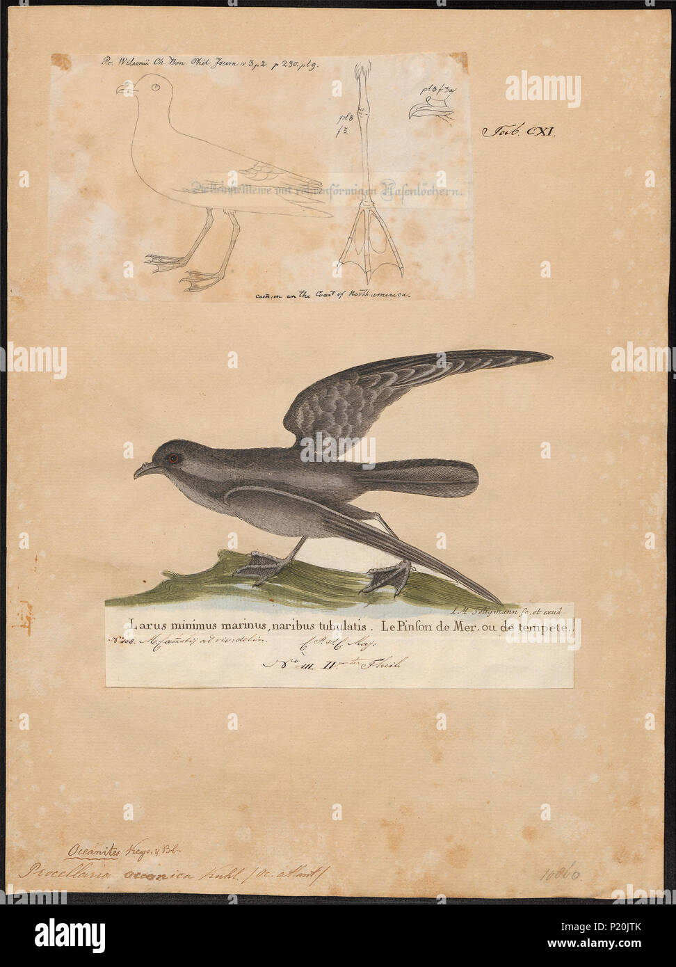 Traditional bird naturalist art hi-res stock photography and images - Alamy