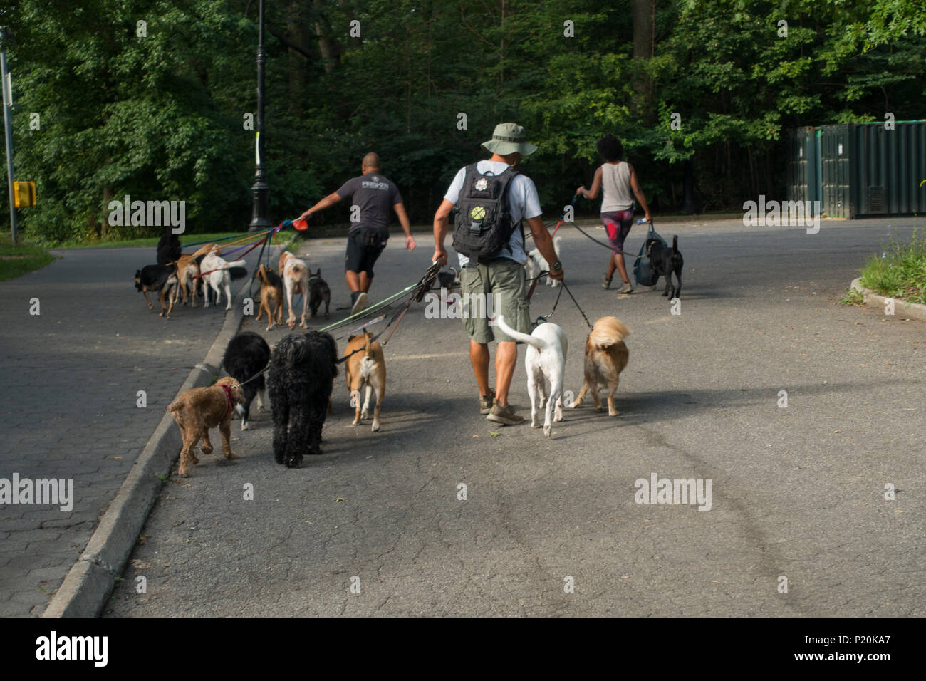 dog walkers in Prospect park Brooklyn NYC Stock Photo