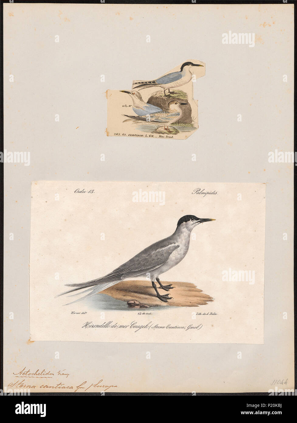 297 Sterna cantiaca - 1700-1880 - Print - Iconographia Zoologica - Special Collections University of Amsterdam - UBA01 IZ17900332 Stock Photo