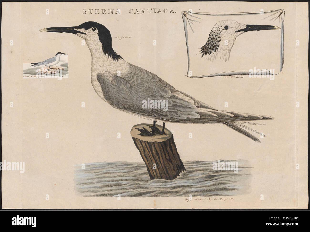 297 Sterna cantiaca - 1770-1829 - Print - Iconographia Zoologica - Special Collections University of Amsterdam - UBA01 IZ17900334 Stock Photo
