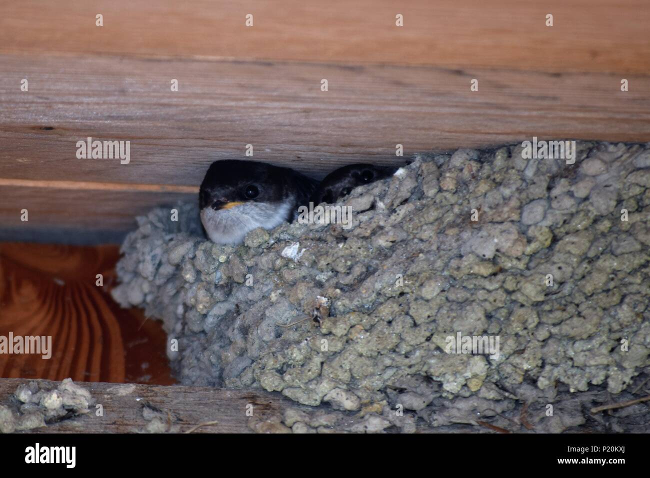 Nesting house martins in Brittany France Stock Photo
