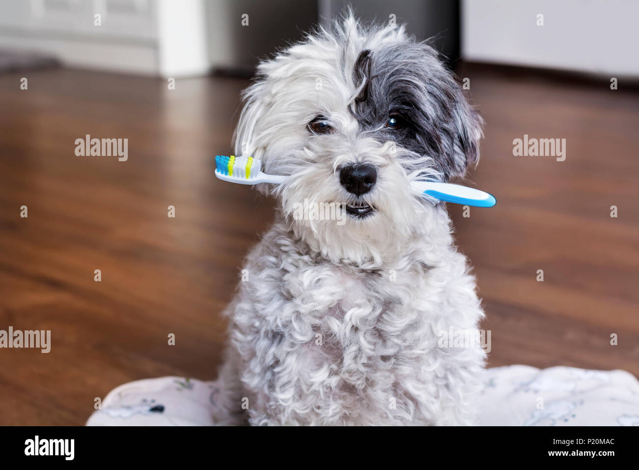 Poodle Dog with Toothbrush in the Mouth Stock Photo Alamy