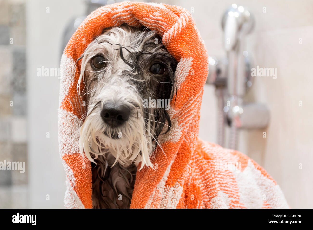 Wet Dog after Bath with a Red  Towel Stock Photo