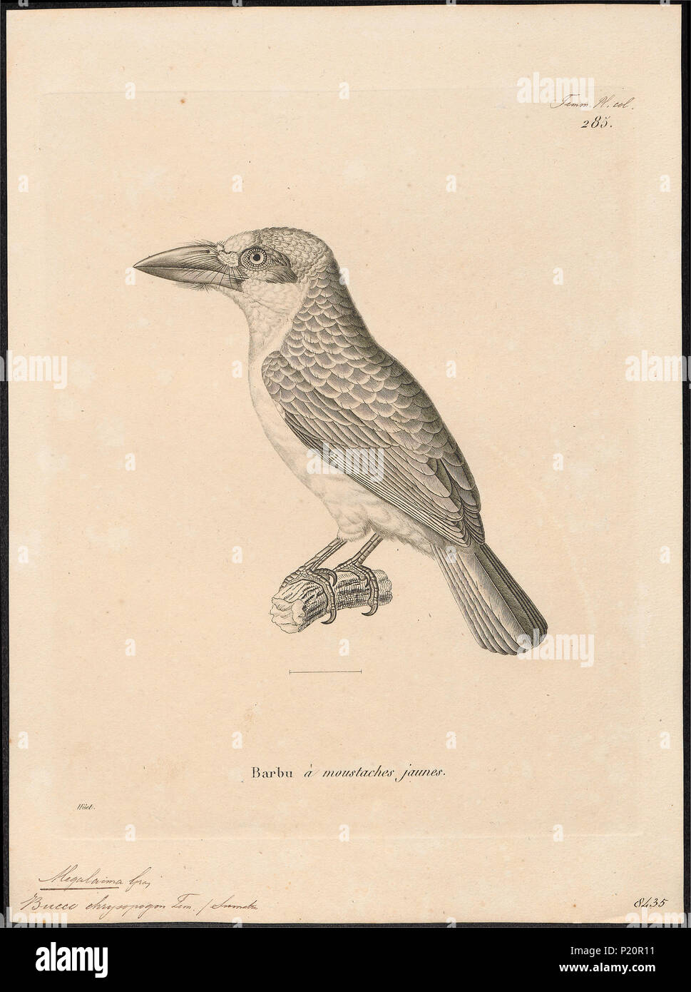 191 Megalaima chrysopogon - 1700-1880 - Print - Iconographia Zoologica - Special Collections University of Amsterdam - UBA01 IZ18800038 Stock Photo