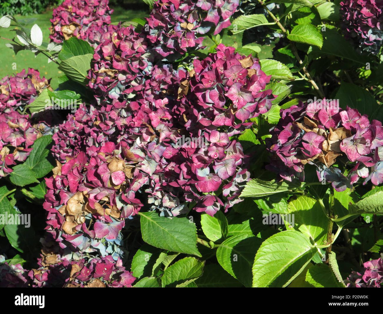 Colourful Hydrangeas Stock Photo