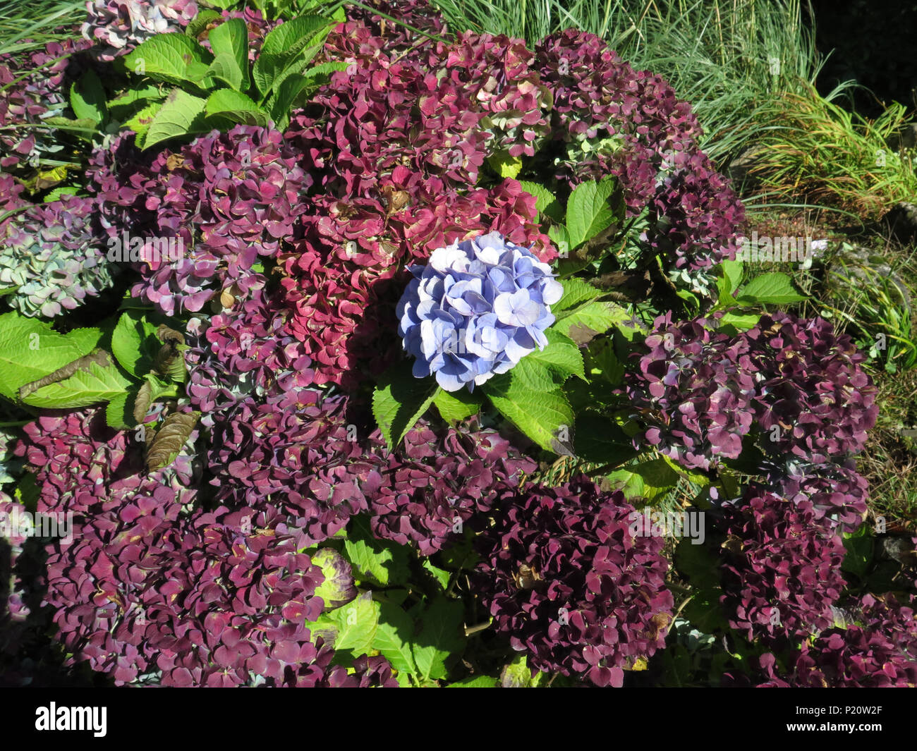 Colourful Hydrangeas Stock Photo