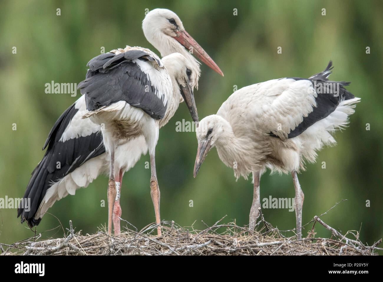 stork and stroller 2018