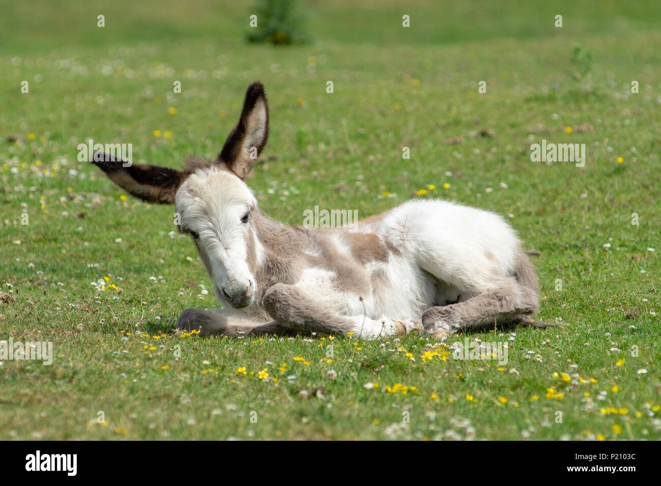 Cute New Forest donkey foal with large pointed ears lying down on grass in early summer. Stock Photo