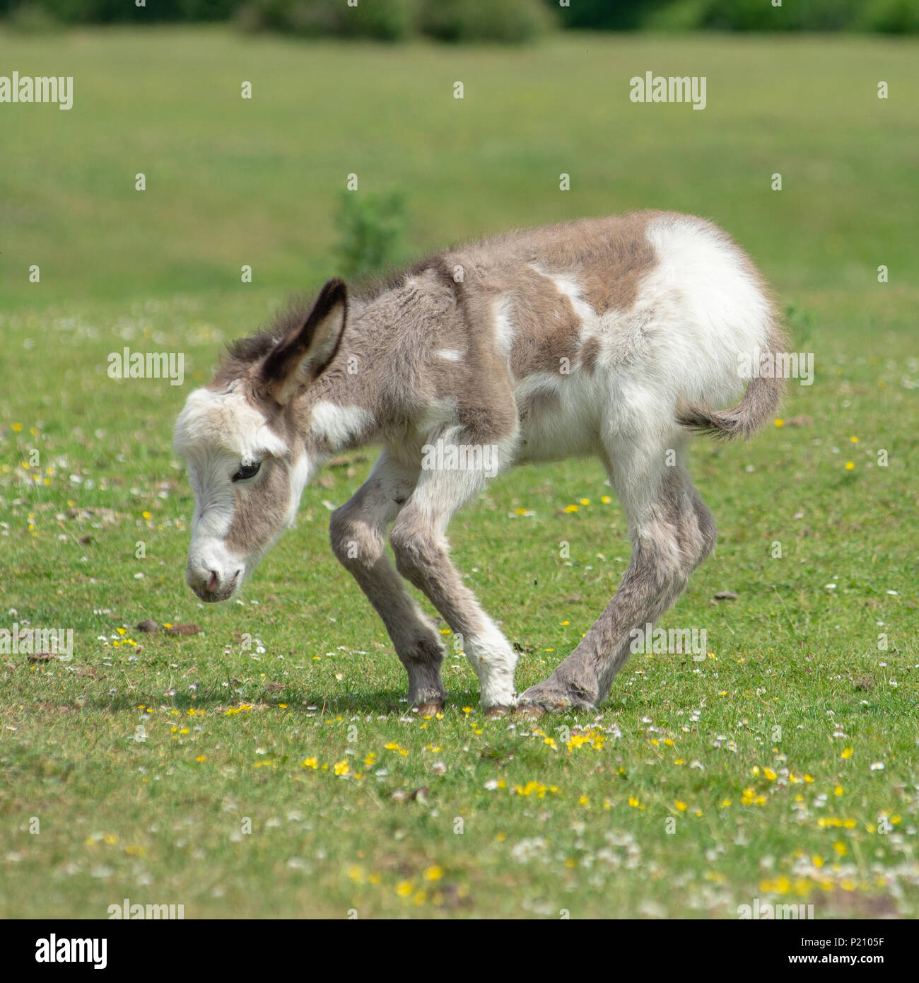 Wobbly legs hires stock photography and images Alamy
