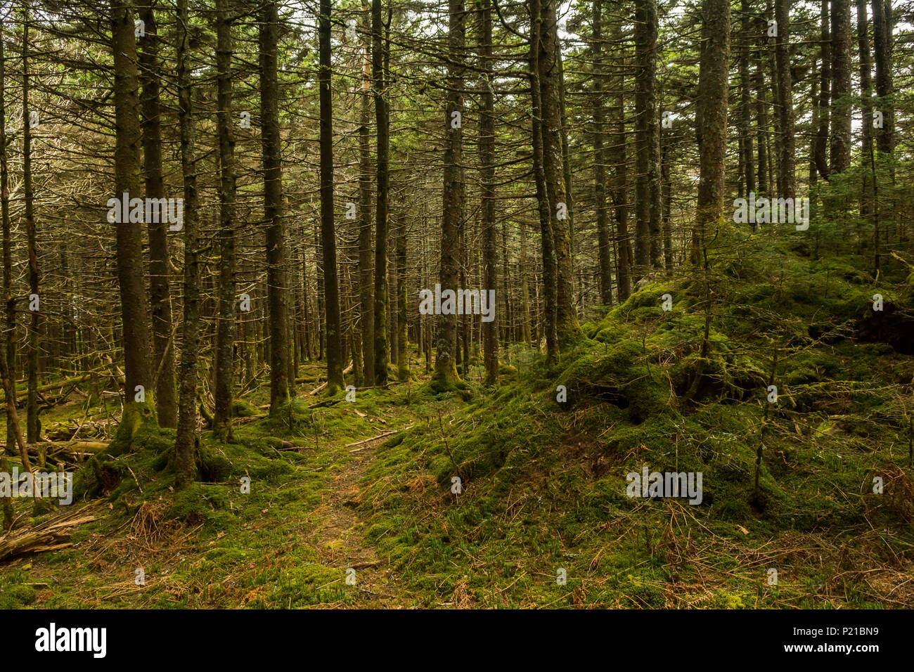 Appalachian Trail in the Spruce-fir Forest in Virginia Stock Photo