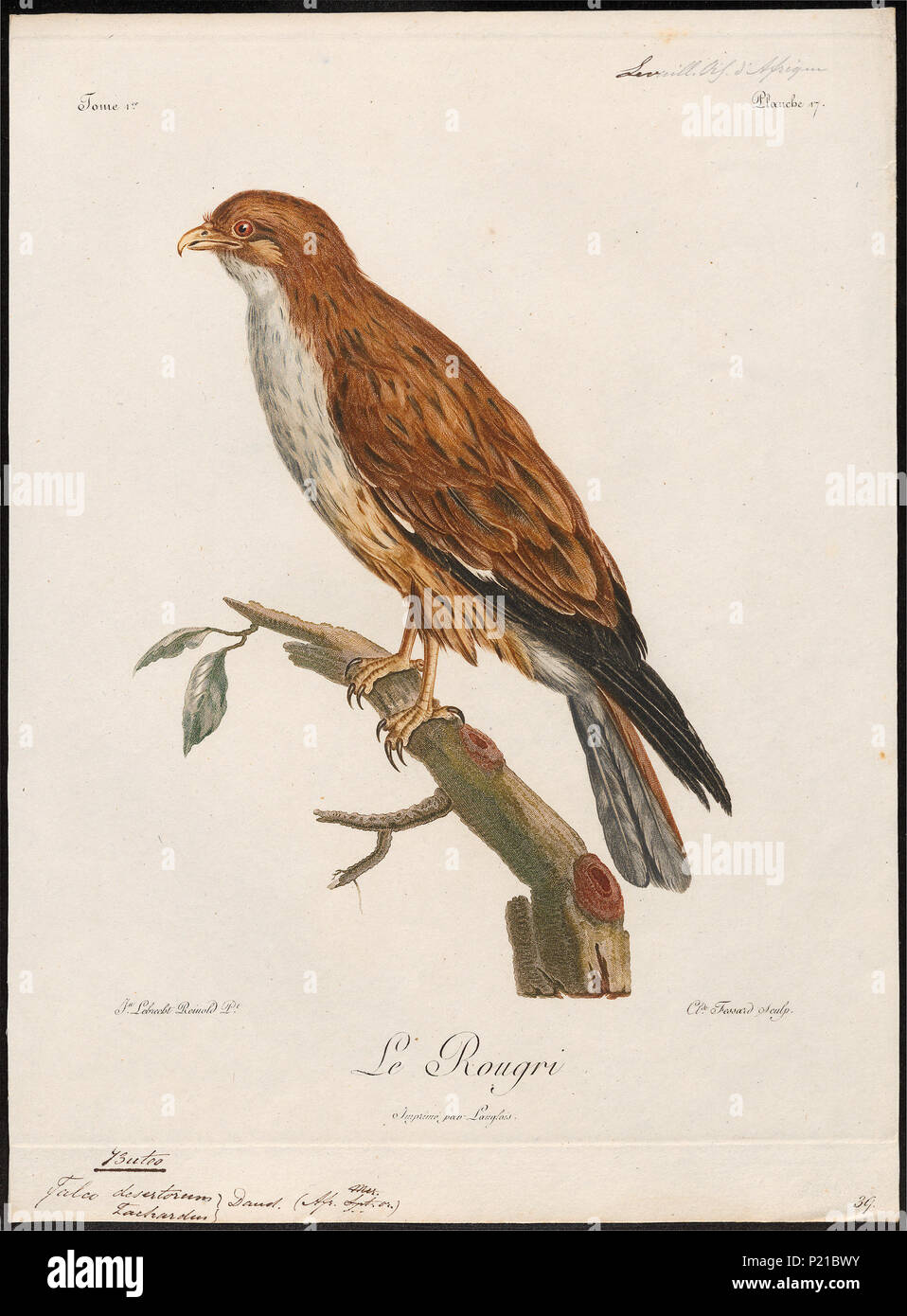 . Buteo desertorum . between 1796 and 1808 46 Buteo desertorum - 1796-1808 - Print - Iconographia Zoologica - Special Collections University of Amsterdam - UBA01 IZ18200039 Stock Photo