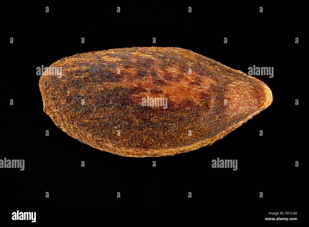 Picea abies, Norway spruce, Fichte, seed, close up, seed size 4-5 mm Stock Photo