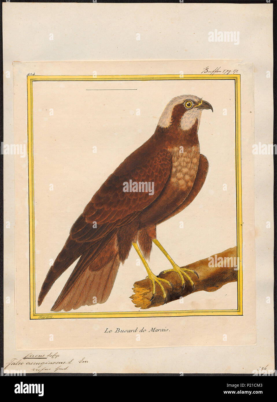 . Circus aeruginosus . between 1700 and 1880 61 Circus aeruginosus - 1700-1880 - Print - Iconographia Zoologica - Special Collections University of Amsterdam - UBA01 IZ18300181 Stock Photo