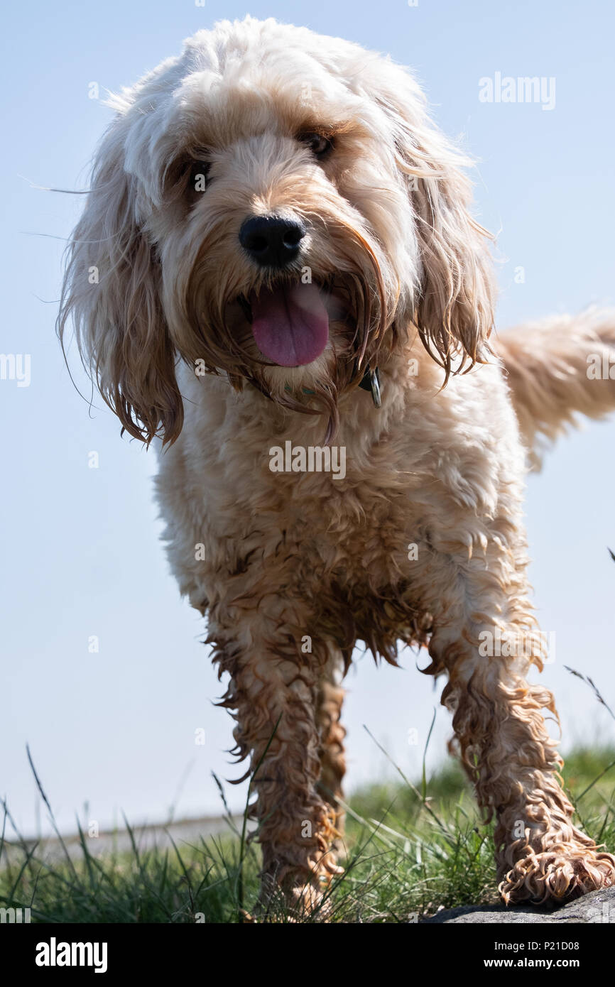 Dog With A Hair Cut Stock Photos Dog With A Hair Cut Stock