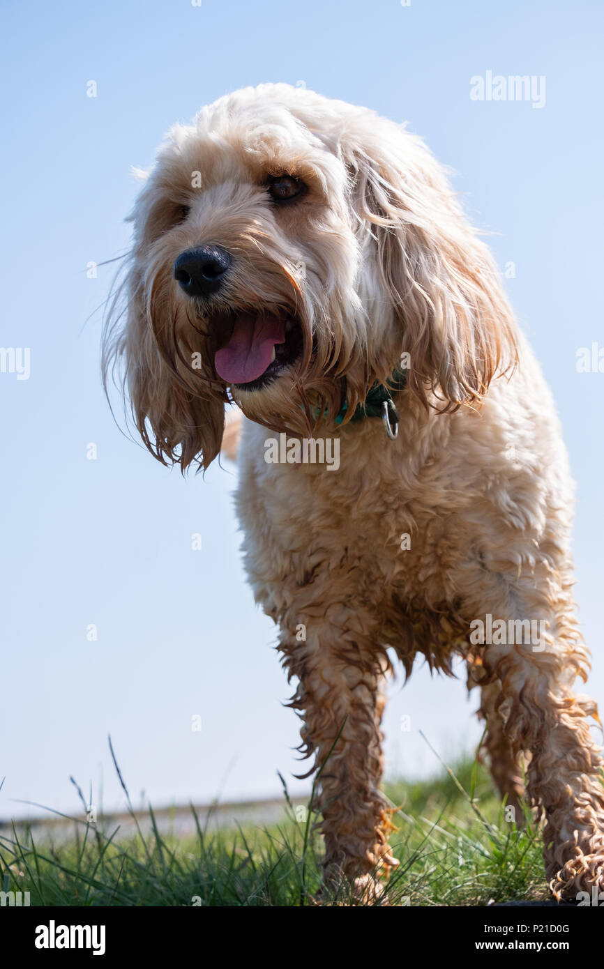 Dog With A Hair Cut Stock Photos Dog With A Hair Cut Stock