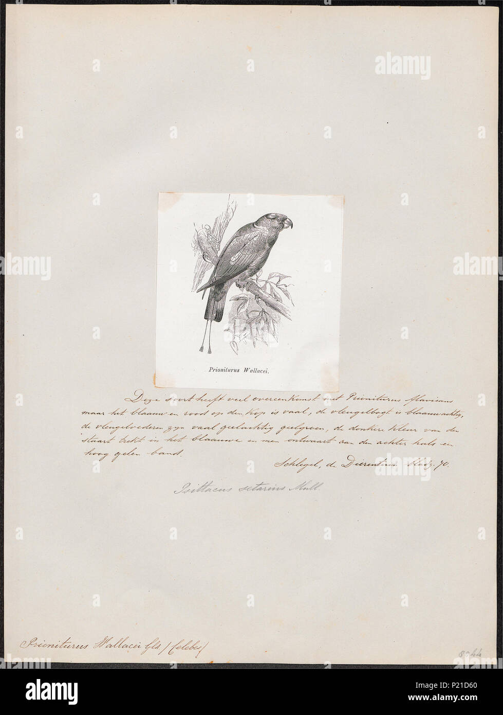 . Prioniturus wallacei . 1872 269 Prioniturus wallacei - 1872 - Print - Iconographia Zoologica - Special Collections University of Amsterdam - UBA01 IZ18500029 Stock Photo