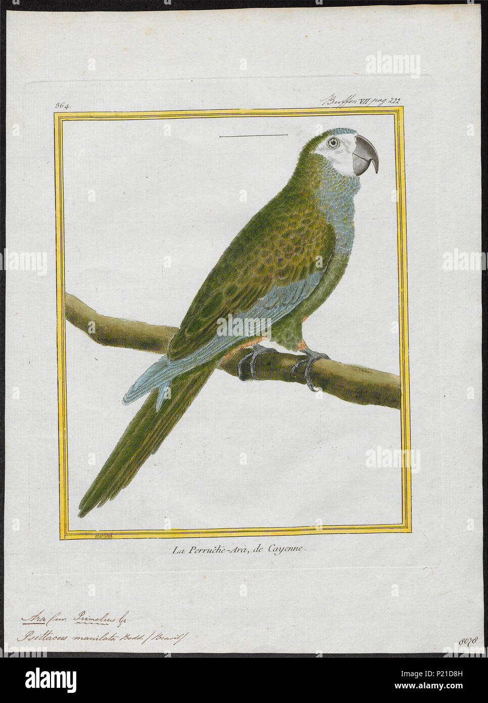 21 Ara manilata - 1700-1880 - Print - Iconographia Zoologica - Special Collections University of Amsterdam - UBA01 IZ18500099 Stock Photo