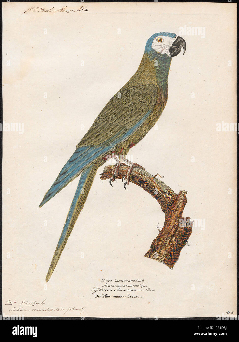 21 Ara manilata - 1842-1855 - Print - Iconographia Zoologica - Special Collections University of Amsterdam - UBA01 IZ18500101 Stock Photo