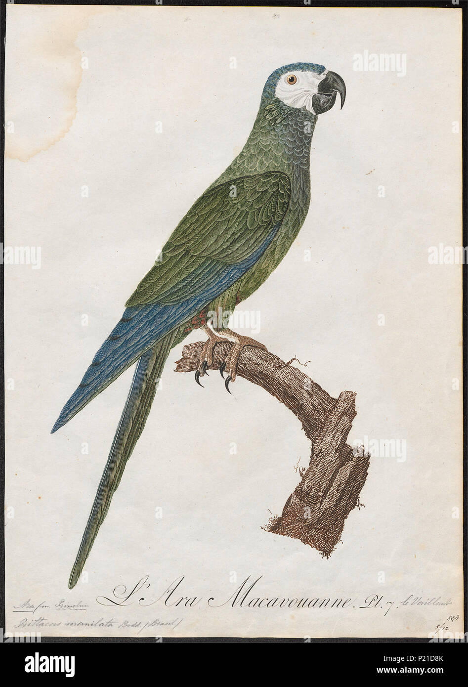 21 Ara manilata - 1796-1808 - Print - Iconographia Zoologica - Special Collections University of Amsterdam - UBA01 IZ18500103 Stock Photo