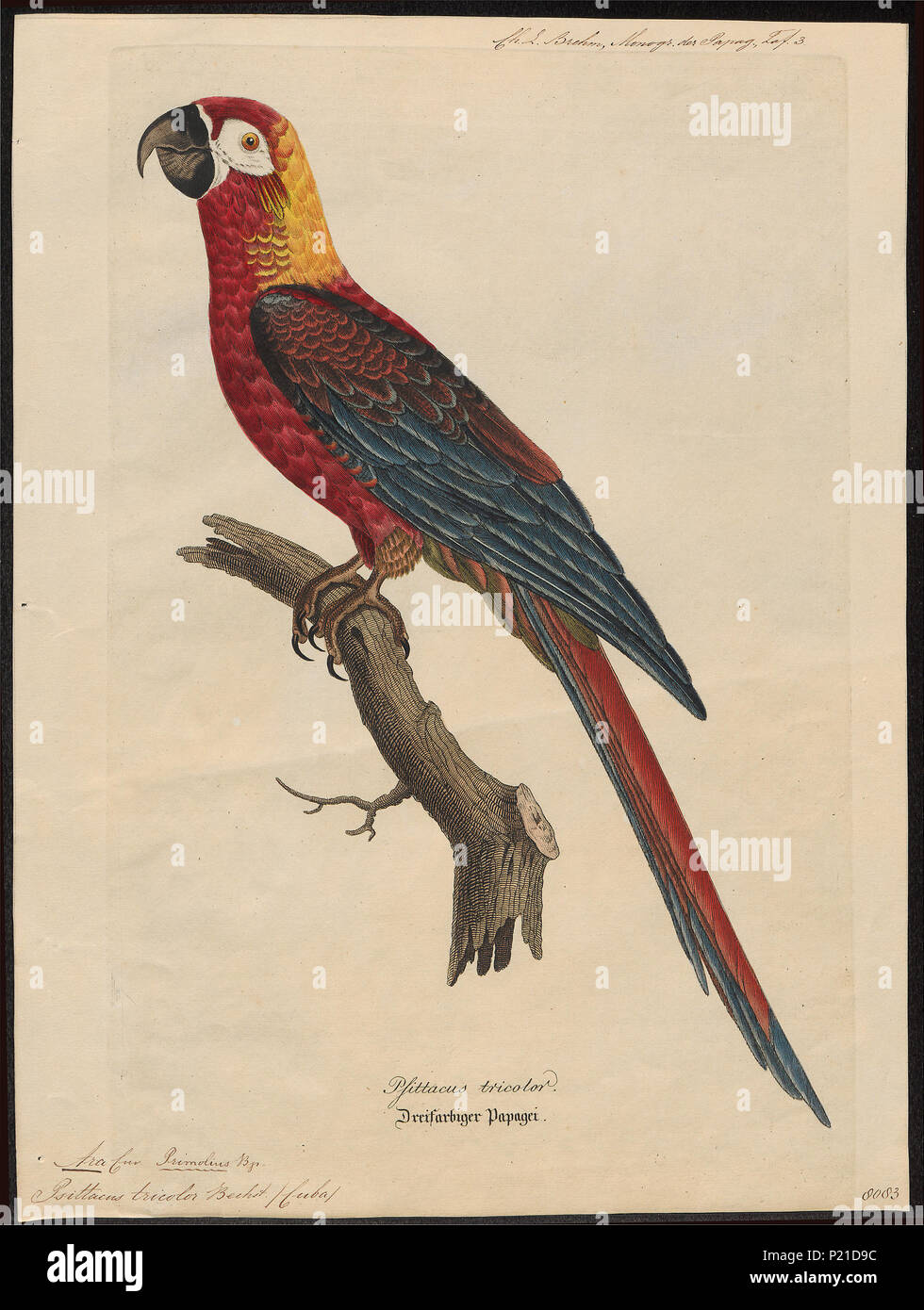 21 Ara tricolor - 1842-1855 - Print - Iconographia Zoologica - Special Collections University of Amsterdam - UBA01 IZ18500123 Stock Photo