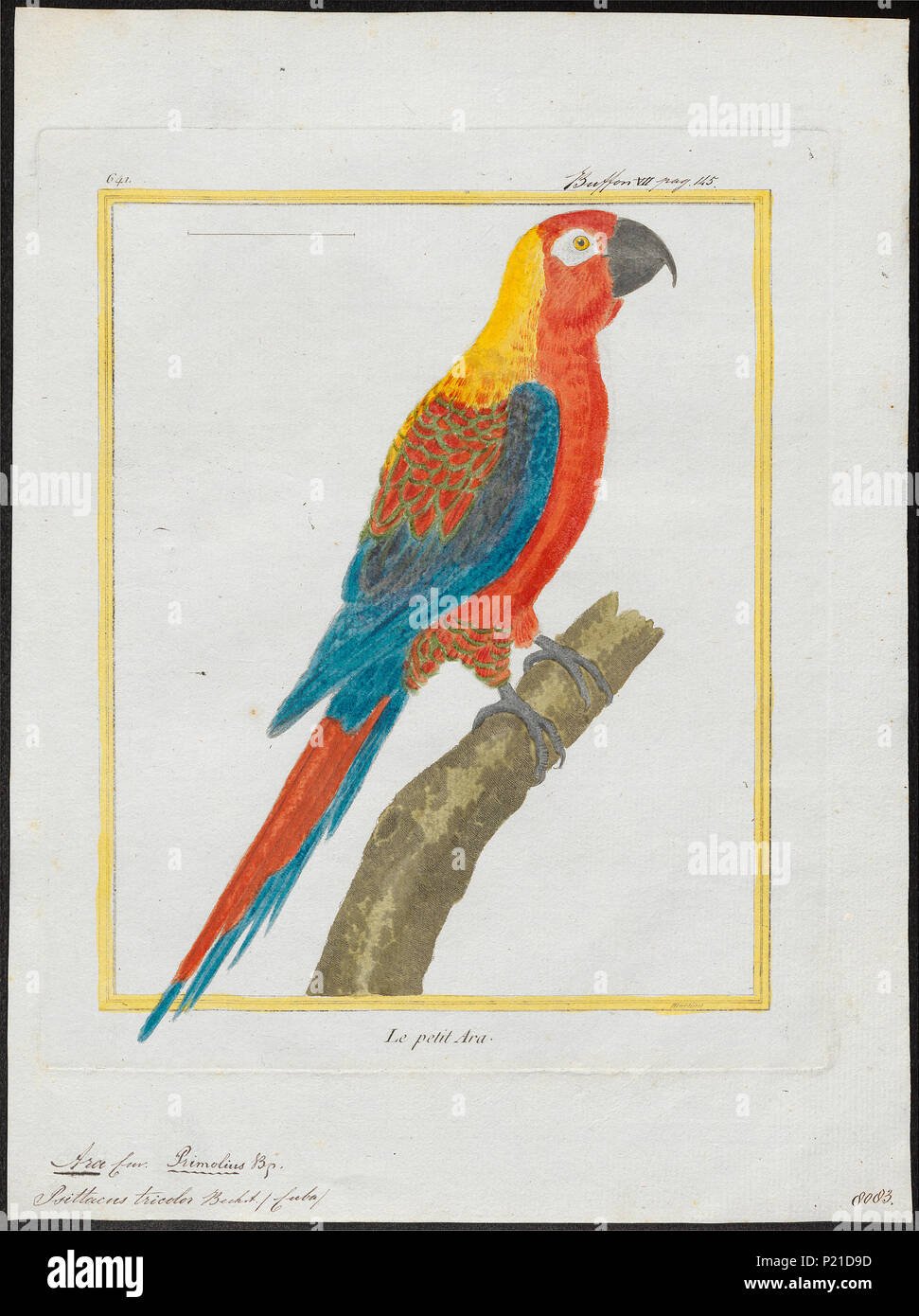 21 Ara tricolor - 1700-1880 - Print - Iconographia Zoologica - Special Collections University of Amsterdam - UBA01 IZ18500125 Stock Photo