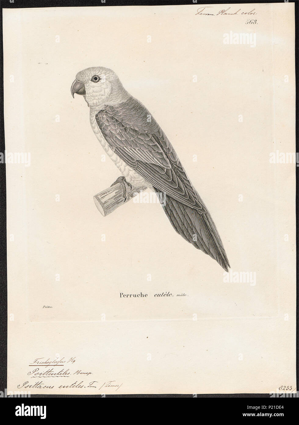 . Trichoglossus euteles . between 1700 and 1880 308 Trichoglossus euteles - 1700-1880 - Print - Iconographia Zoologica - Special Collections University of Amsterdam - UBA01 IZ18500237 Stock Photo