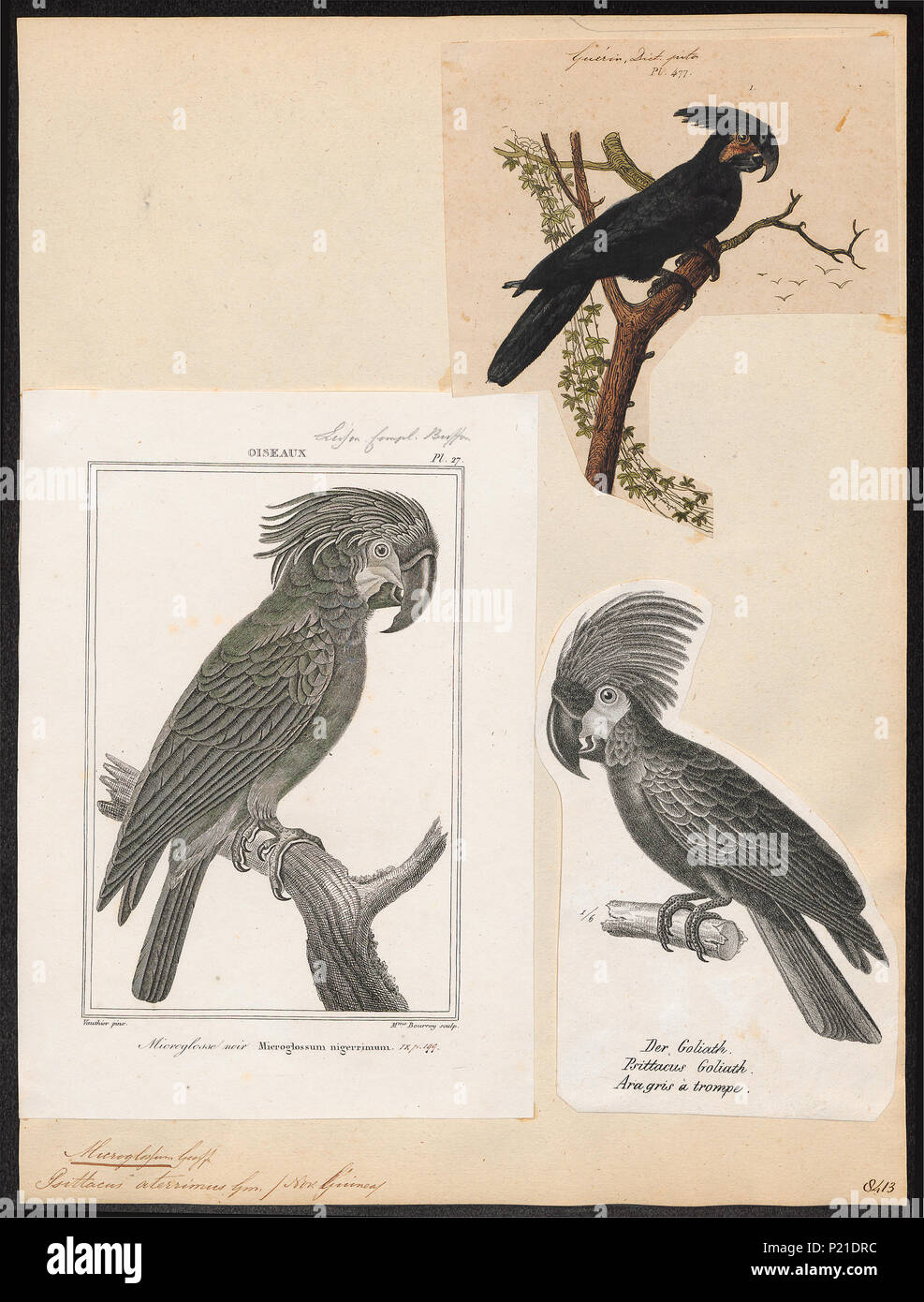 193 Microglossum aterrimum - 1700-1880 - Print - Iconographia Zoologica - Special Collections University of Amsterdam - UBA01 IZ18600037 Stock Photo