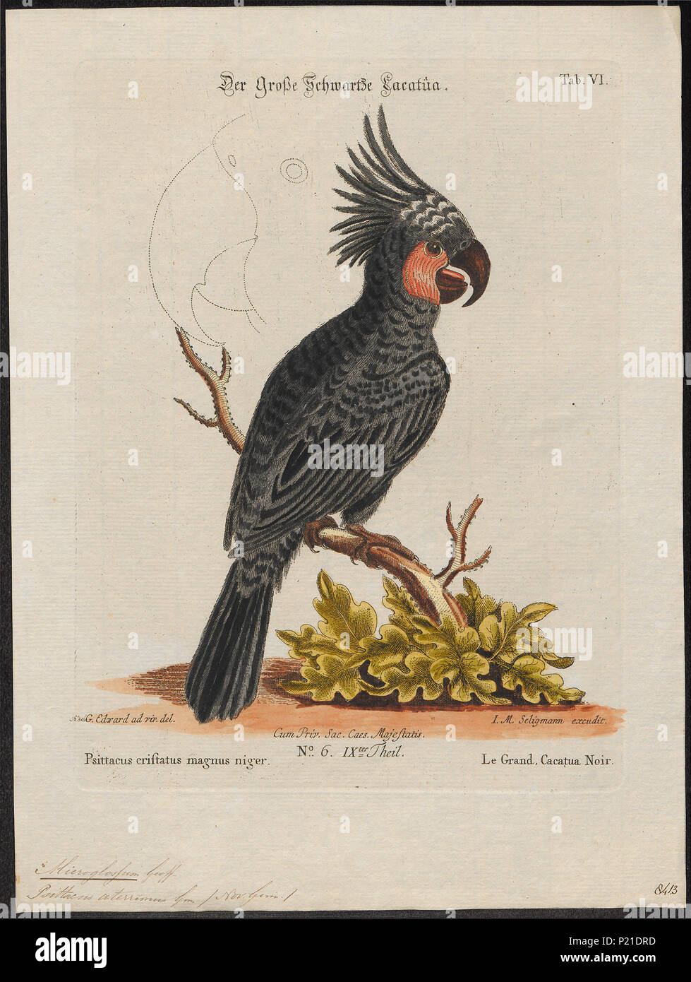 193 Microglossum aterrimum - 1700-1880 - Print - Iconographia Zoologica - Special Collections University of Amsterdam - UBA01 IZ18600039 Stock Photo