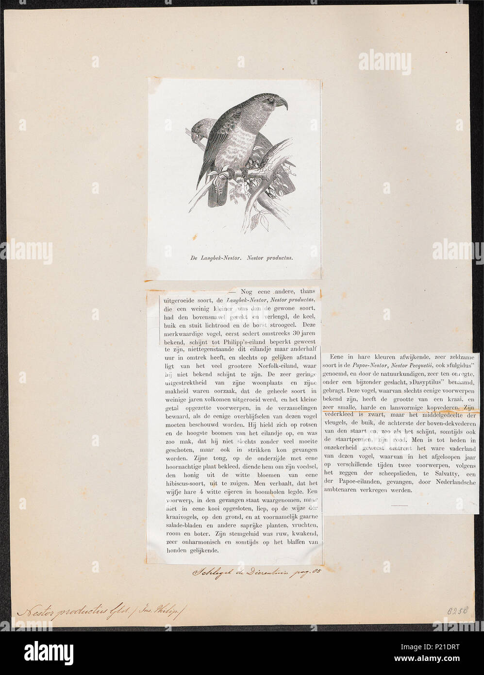 . Nestor productus . 1872 201 Nestor productus - 1872 - Print - Iconographia Zoologica - Special Collections University of Amsterdam - UBA01 IZ18600045 Stock Photo