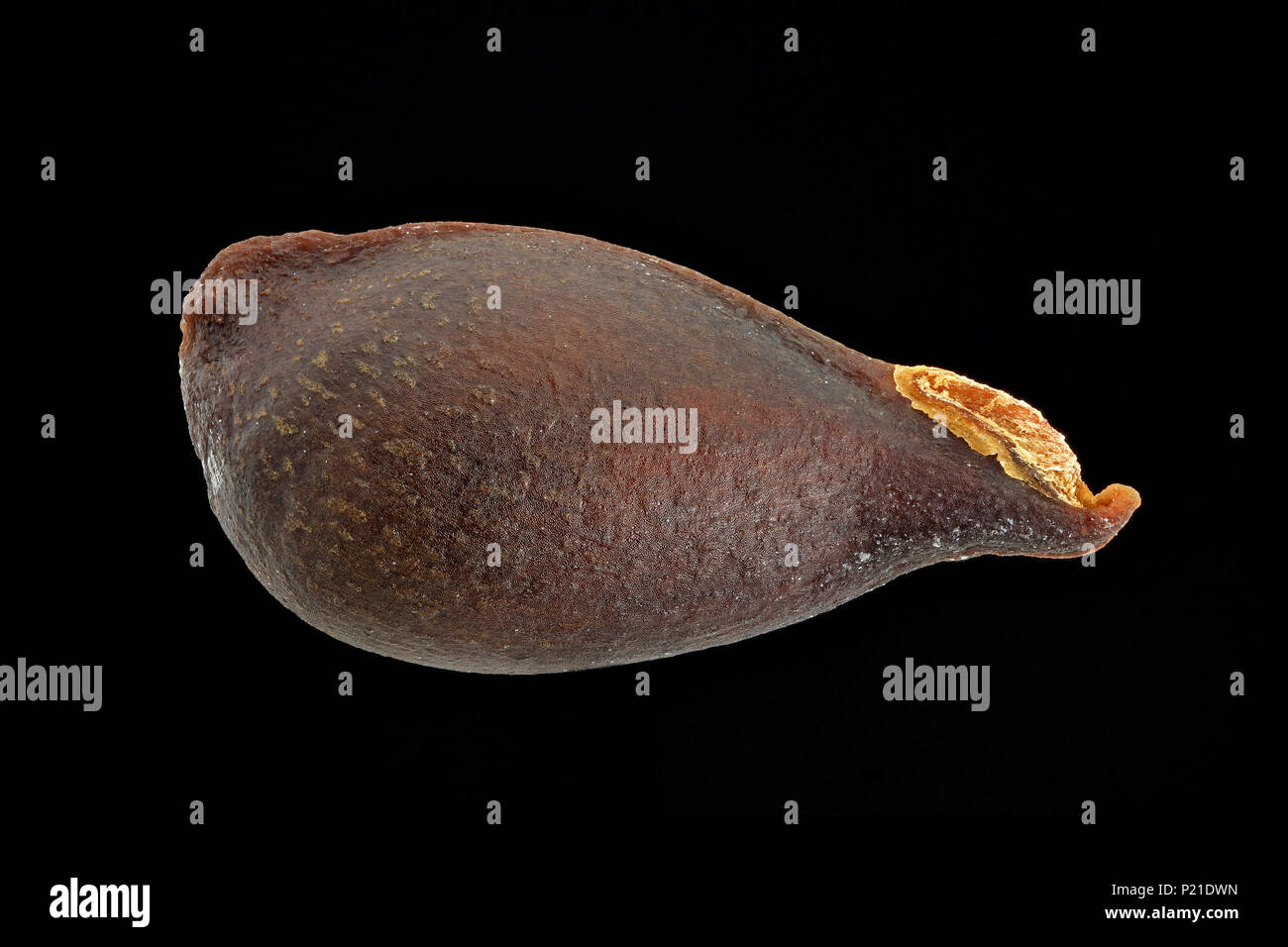Pyrus communis, Pear, Kultur-Birnbaum, seed, close up, seed size 10-12 mm Stock Photo