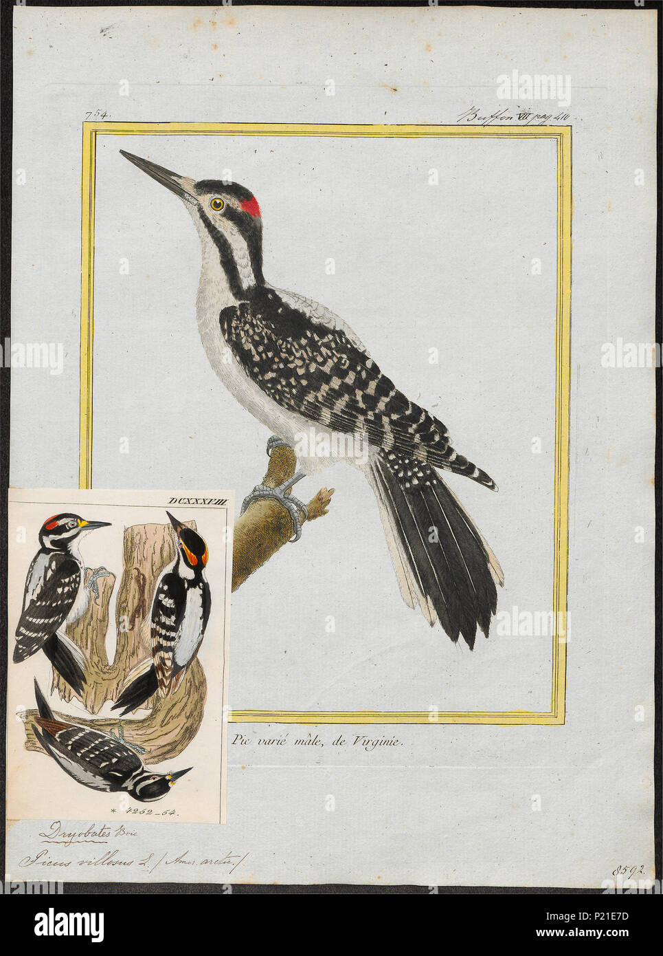. Picus villosus . between 1700 and 1880 224 Picus villosus - 1700-1880 ...
