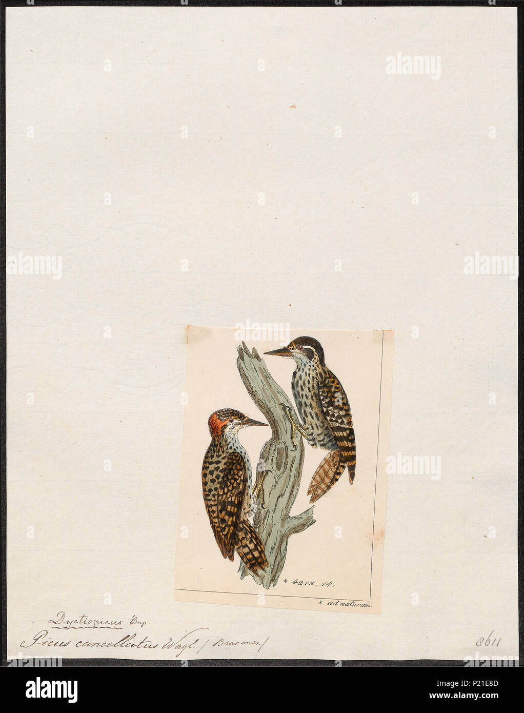 . Picus cancellatus . between 1820 and 1860 224 Picus cancellatus - 1820-1860 - Print - Iconographia Zoologica - Special Collections University of Amsterdam - UBA01 IZ18700105 Stock Photo