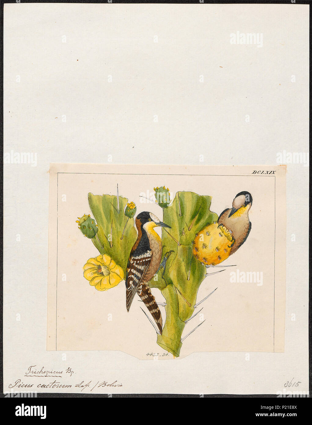 . Picus cactorum . between 1820 and 1860 224 Picus cactorum - 1820-1860 - Print - Iconographia Zoologica - Special Collections University of Amsterdam - UBA01 IZ18700109 Stock Photo