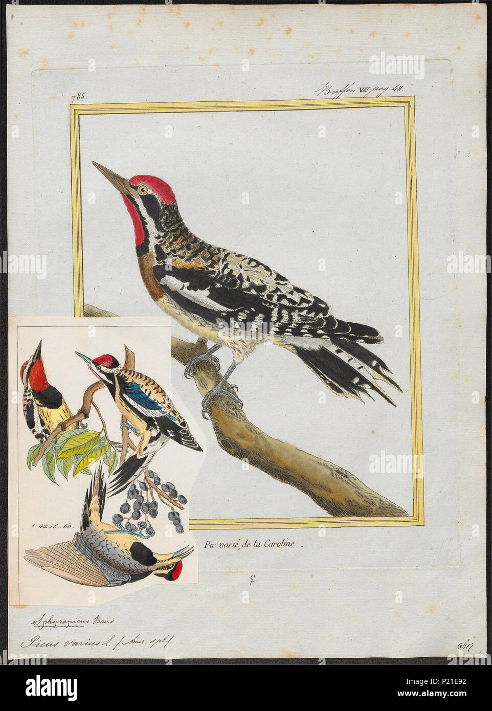 Picus varius hi-res stock photography and images - Alamy