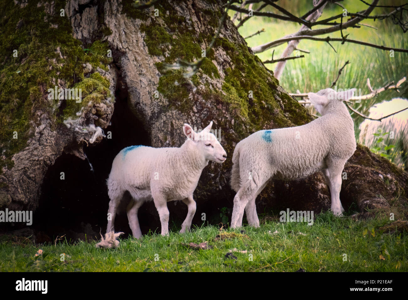 Sheep In Spring Sheep grazing in farmers fields and enjoying the Spring and early ...