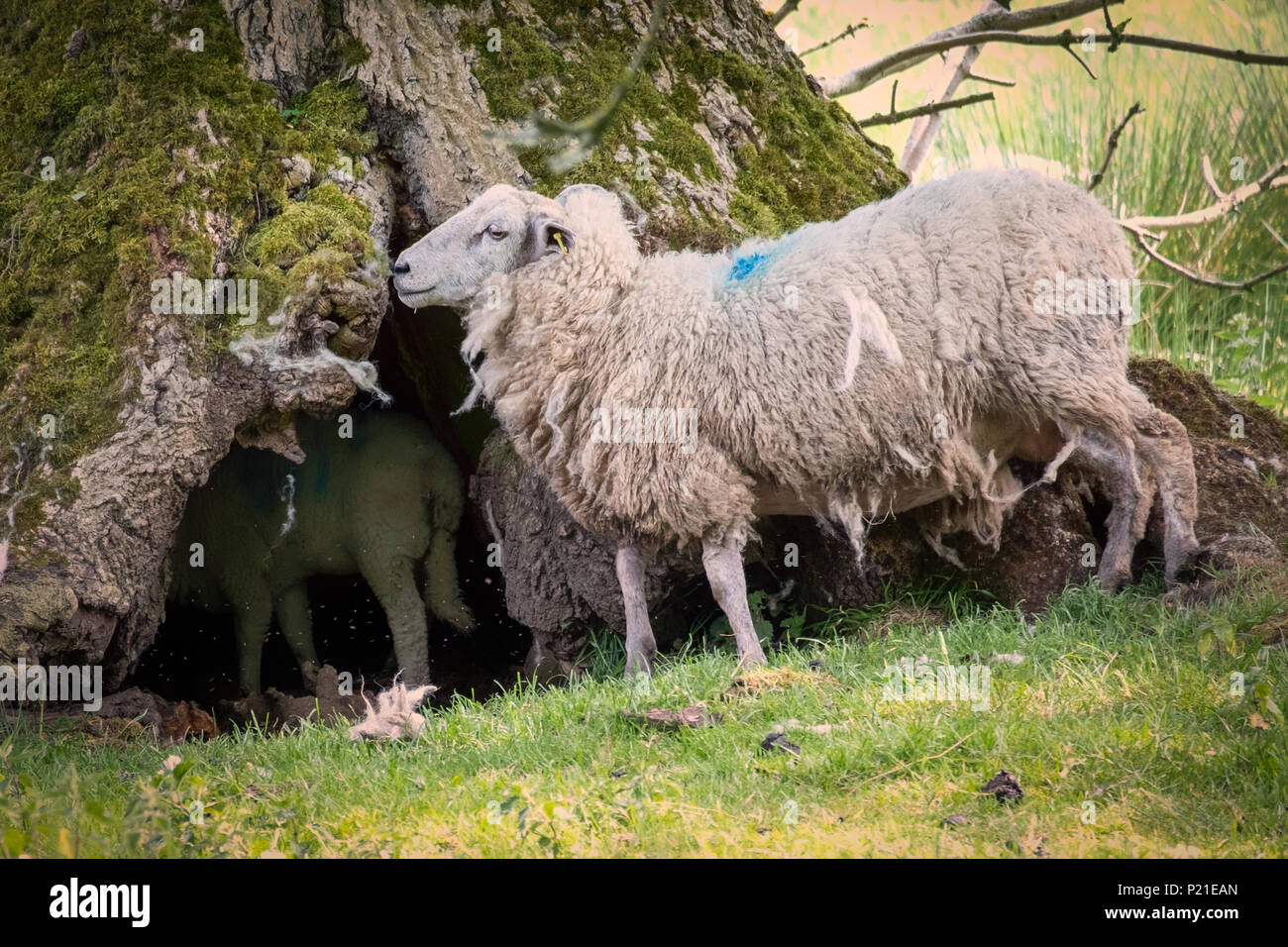 Sheep grazing in farmers fields and enjoying the Spring and early ...