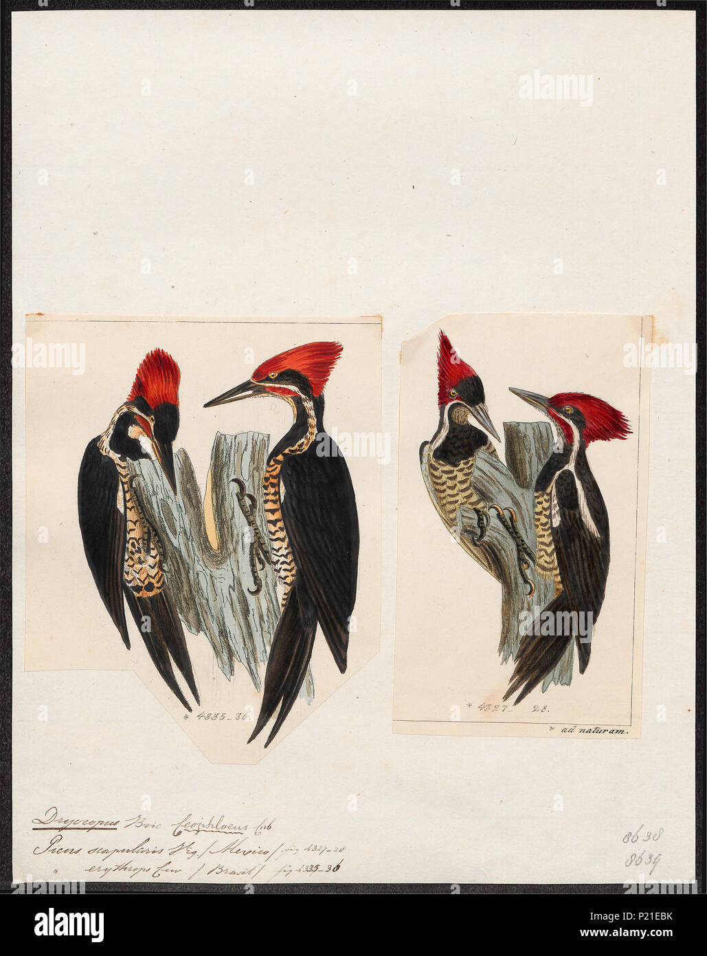 . Picus spec. between 1700 and 1880 224 Picus spec. - 1700-1880 - Print ...