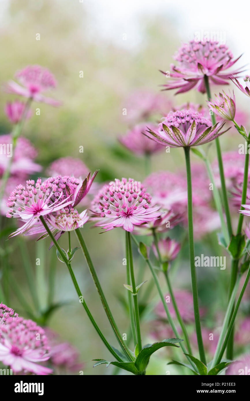 Astrantia Roma flowers in an English garden. UK Stock Photo Alamy