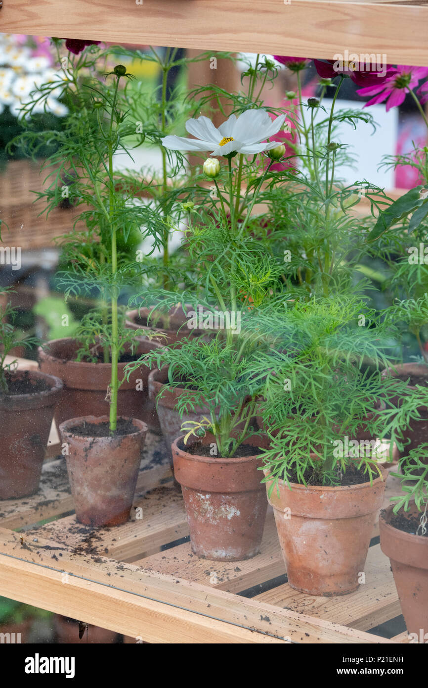 Cosmos Bipinnatus / Mexican Aster flowers in terracotta plant pots inside a greenhouse. UK Stock Photo